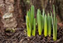 Where, oh where are my winter bulbs?