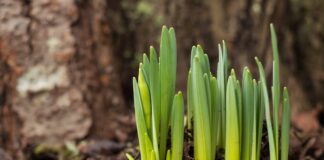 Where, oh where are my winter bulbs?