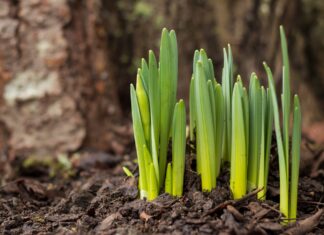 Where, oh where are my winter bulbs?