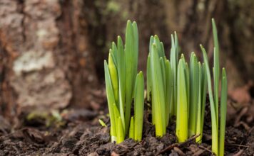 Where, oh where are my winter bulbs?