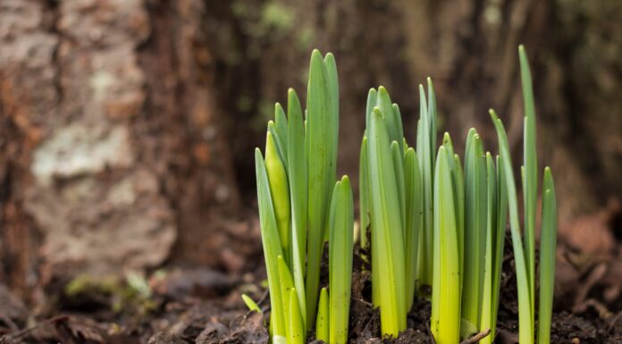 Where, oh where are my winter bulbs?