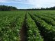 Crop Protection Network Releases Free Web Book for Crop Scouting Basics