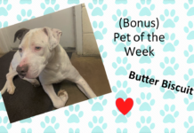 (Bonus) Pet of the Week: Enjoy a treat with this Butter Biscuit!
