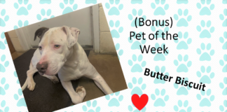 (Bonus) Pet of the Week: Enjoy a treat with this Butter Biscuit!