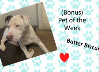 (Bonus) Pet of the Week: Enjoy a treat with this Butter Biscuit!