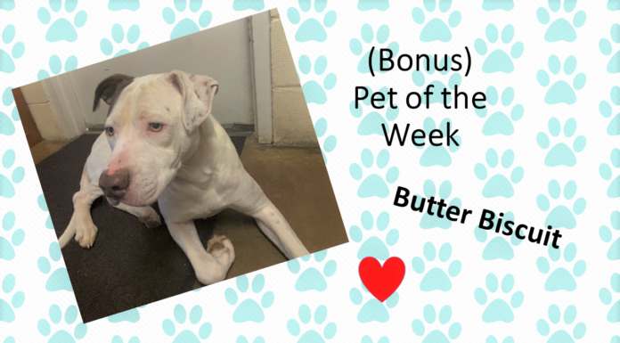 (Bonus) Pet of the Week: Enjoy a treat with this Butter Biscuit!