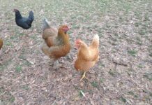 Agriplex resumes in-person programs… with chickens!
