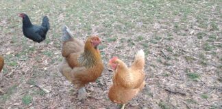 Agriplex resumes in-person programs… with chickens!