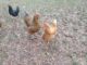 Agriplex resumes in-person programs… with chickens!