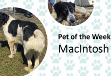Pet of the Week: Let MacIntosh be the apple of your eye!