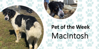 Pet of the Week: Let MacIntosh be the apple of your eye!