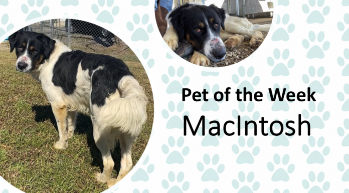 Pet of the Week: Let MacIntosh be the apple of your eye!