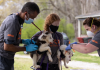 ASPCA helps Hamilton PD rescue nearly 30 dogs