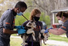 ASPCA helps Hamilton PD rescue nearly 30 dogs
