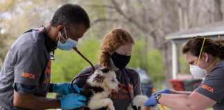 ASPCA helps Hamilton PD rescue nearly 30 dogs