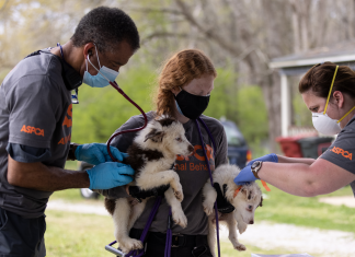 ASPCA helps Hamilton PD rescue nearly 30 dogs