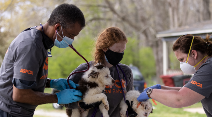 ASPCA helps Hamilton PD rescue nearly 30 dogs