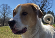 Pet of the Week: Visit the great outdoors with Emmett!