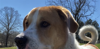 Pet of the Week: Visit the great outdoors with Emmett!