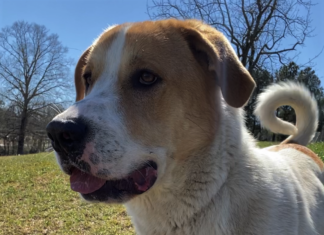 Pet of the Week: Visit the great outdoors with Emmett!