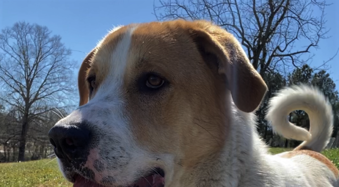 Pet of the Week: Visit the great outdoors with Emmett!