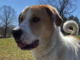 Pet of the Week: Visit the great outdoors with Emmett!