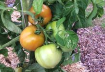 Avoid planting summer vegetables too early