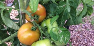 Avoid planting summer vegetables too early