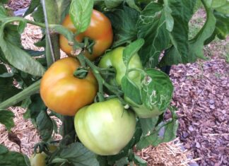 Avoid planting summer vegetables too early