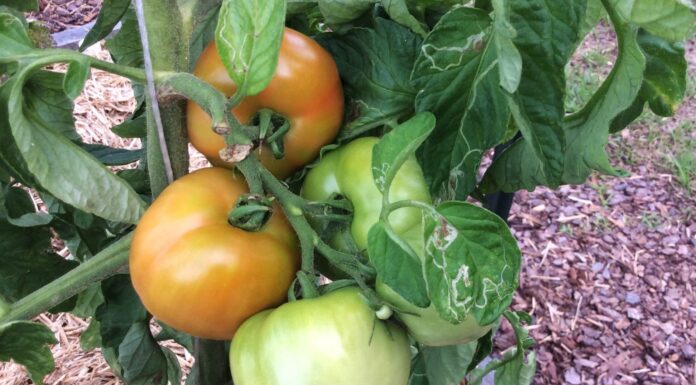 Avoid planting summer vegetables too early