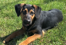 Pet of the Week: Enjoy some sunshine with Benny