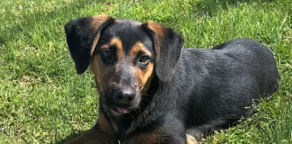 Pet of the Week: Enjoy some sunshine with Benny