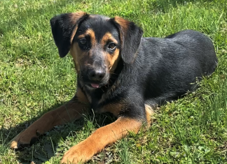 Pet of the Week: Enjoy some sunshine with Benny