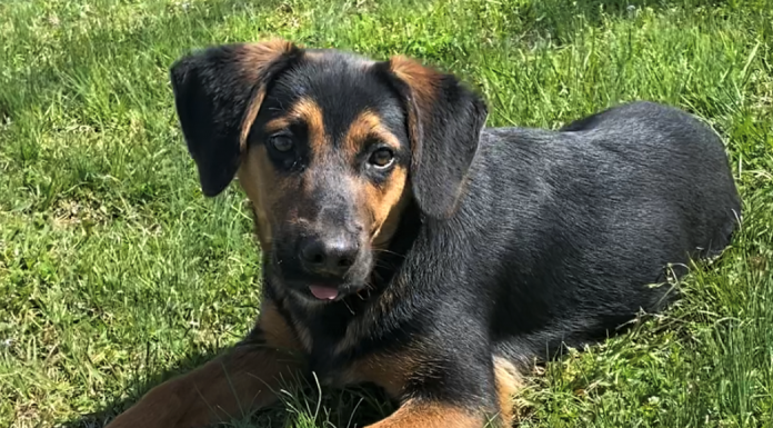 Pet of the Week: Enjoy some sunshine with Benny