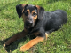 Pet of the Week: Enjoy some sunshine with Benny