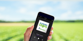 Alabama Extension launches Crops Report Podcast