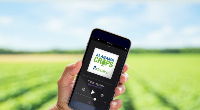 Alabama Extension launches Crops Report Podcast