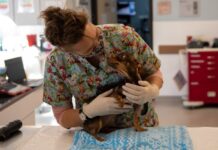 March is National Pet Poison Prevention Month