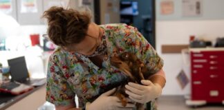 March is National Pet Poison Prevention Month