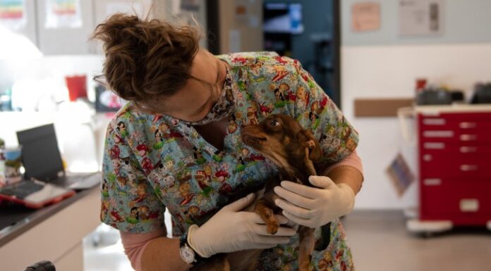 March is National Pet Poison Prevention Month