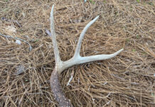 Hunting antler sheds