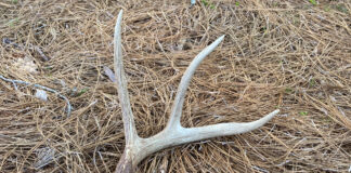 Hunting antler sheds