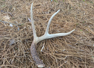 Hunting antler sheds