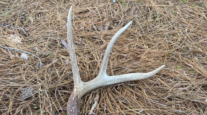Hunting antler sheds