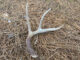 Hunting antler sheds