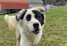 BONUS Pet of the Week: Can you find a spot for Patches?