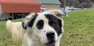 BONUS Pet of the Week: Can you find a spot for Patches?