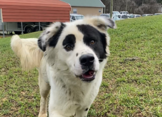 BONUS Pet of the Week: Can you find a spot for Patches?