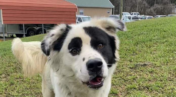 BONUS Pet of the Week: Can you find a spot for Patches?