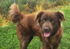 Pet of the Week: Relax with Eric!